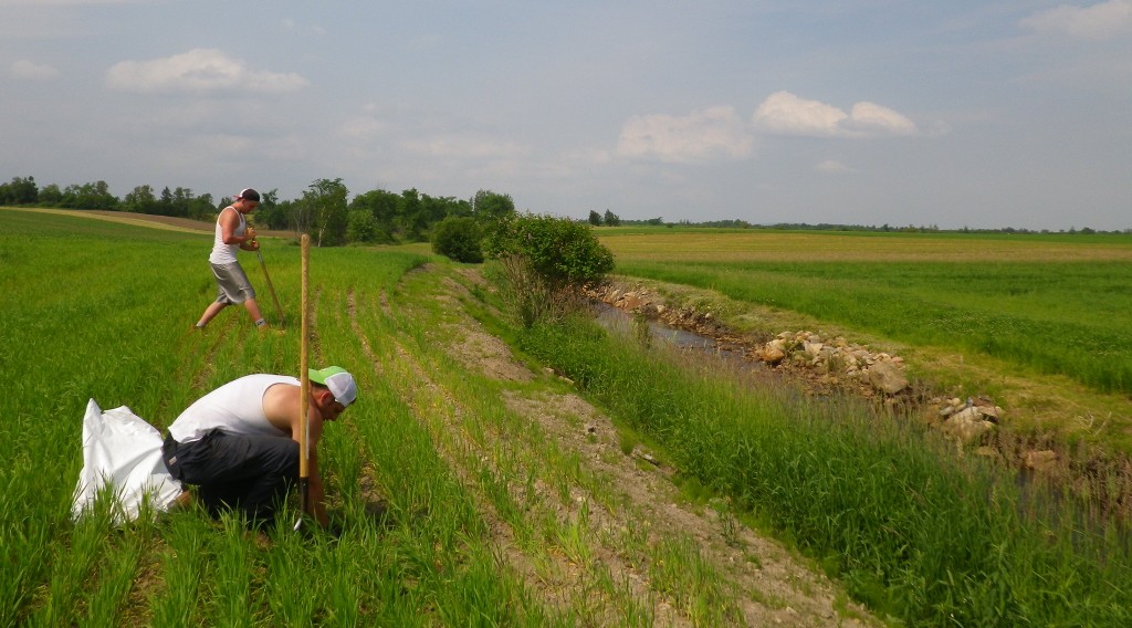 La plantation en bande riveraine... un bel exemple d'action!