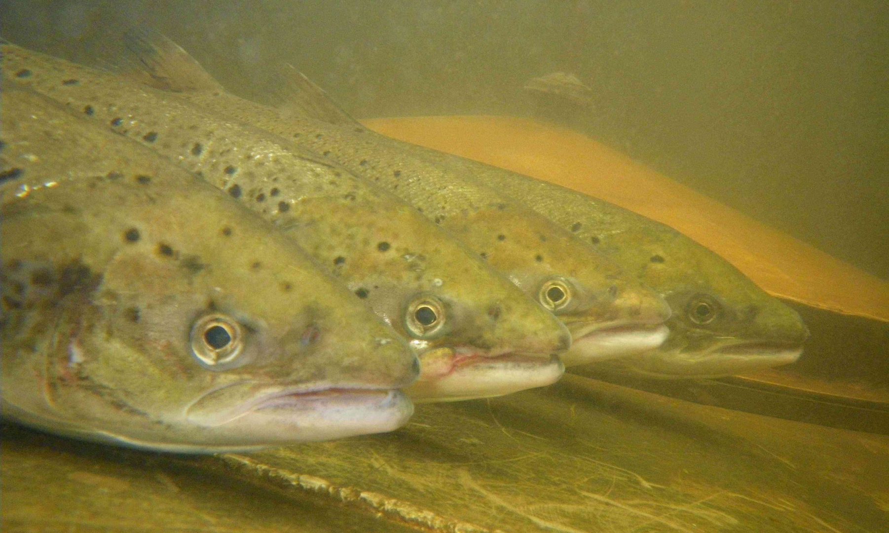 cropped-Saumons_c2.jpg